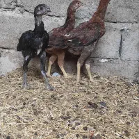 جوجه لاری افغان