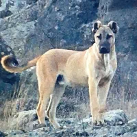 سگ سرابی