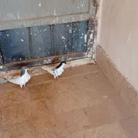 کفتر