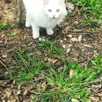 گربه ماده نژاد پرشین وان