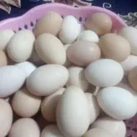 تخم مرغ محلی تازه
