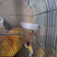 سهره جهرمی تازه مس