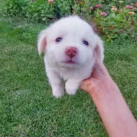 توله سگه اشپیتز