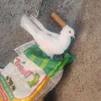 کبوتر نقره