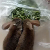 خرگوش