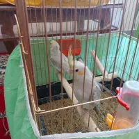 جوجه عروس هلندی