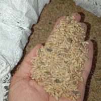 گندم