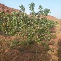 اجاره-سالن-وباغ-پسته