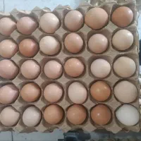 تخم طیور محلی  تک زرده و دوزرده