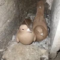 کبوتر خارجی