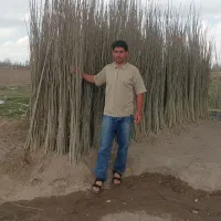 نهالستان با کمترین قیمت نهال بخر ارسال