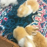 چند بچه خرگوش زیبا