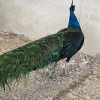 جوجه طاووس مصری سفید هندی