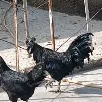جوجه یک روزه همه نژاد