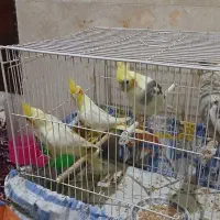 عروس هلندی
