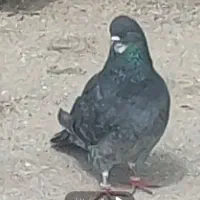 کبوتر