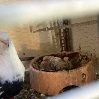 کفتر|پرنده|مشهد, شهید معقول|دیوار