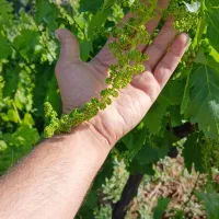 آخرهفته تو باغ خودت باش نه باجناقت/باغ انگور قاسمی