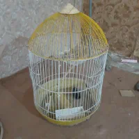 قفس پرنده