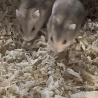 همستر مینیاتوری بازیگوش