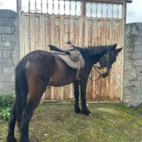 مادیون یرقه ابستن