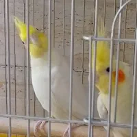 مولد کینگ سایز تاج بلند