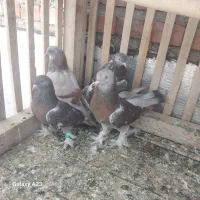 کبوتر ترکیه