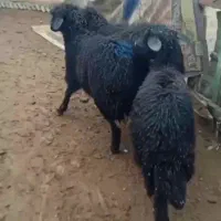 بره ماده قربانی