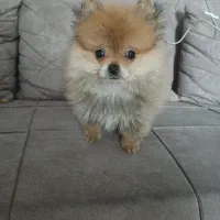 پامرین خرسی عروسکی