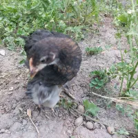 جوجه نژاد دار