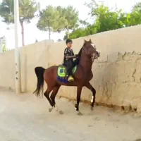 اسب|اسب و تجهیزات اسبسواری|برخوار, |دیوار