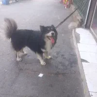 هاسکی پاکوتاه خاص و آپارتمانی