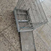 قفس ملکه در حد