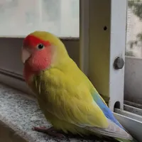 طوطی کوتوله برزیلی ماده