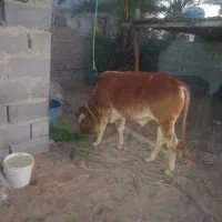 گاو نر