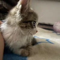 واگذاری بچه گربه