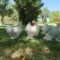 کوشین لاوندر متلد