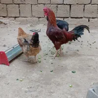 فروش مرغ و خروس