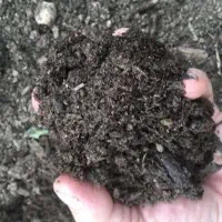 کمپوست(کود)قارچ مناسب برای باغچه(رایگان)