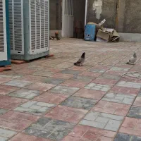 دم سفید|پرنده|بوژگان, |دیوار