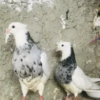 سه جفت کفتر طوق زین کرمانشاهی