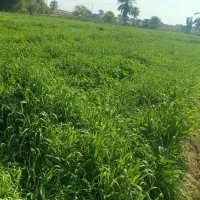 جوویونجه اشعیرمشبوش ویاجت