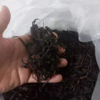 چایی قلم اعلا گیلان