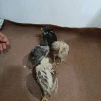 جوجه لاری اوشامو