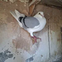 کبوتر کویتی با جوجه کربلایی سیاه کاکلی