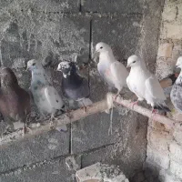 کفتر پرشی
