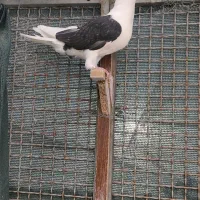پشتدارگووک