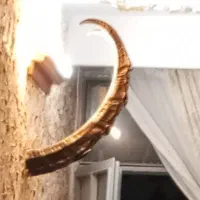 شاخ طبیعی