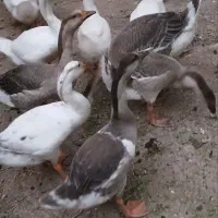 جوجه قوغاز