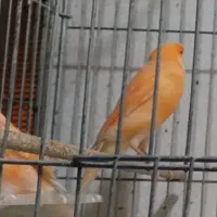 قناری سوپری قواره دار
